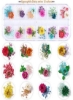 Es Nail Art Dried Flowersunime 24 Colors Dry Flowers Mini Real Natural Flowers Nail Art Supplies 3D Applique Decoration Nail for Tips لوازم جانبی دکور مانیکور گیپسوفیلا فلاورز برگ