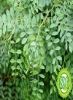 پودر نیل ارگانیک 100Gx2