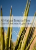 برس ناخن فیبر Tampico با دسته چوب افرا درمان نشده 33/4 اینچ