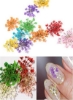 Rs Dried Flowers For Nail Art Kingmas 1 Box Dry Flowers Mini Real Natural Flowers Nail Art Supplies 3D Applique Decoration Nail Decoration Decoration Sticker (A)