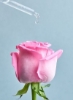 مه مرطوب کننده صورت NIVEA Rose Care، گلاب ارگانیک، انواع پوست، 2x150ml